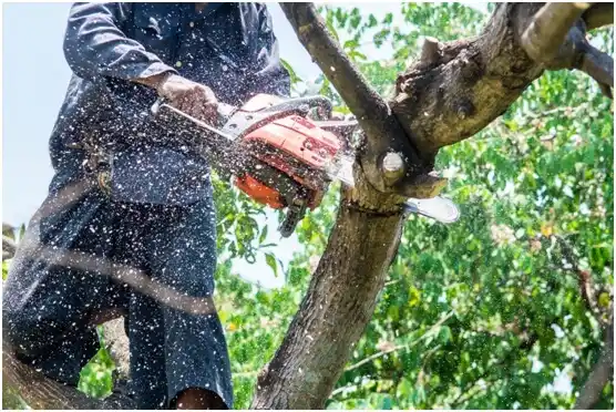 tree services Dickeyville